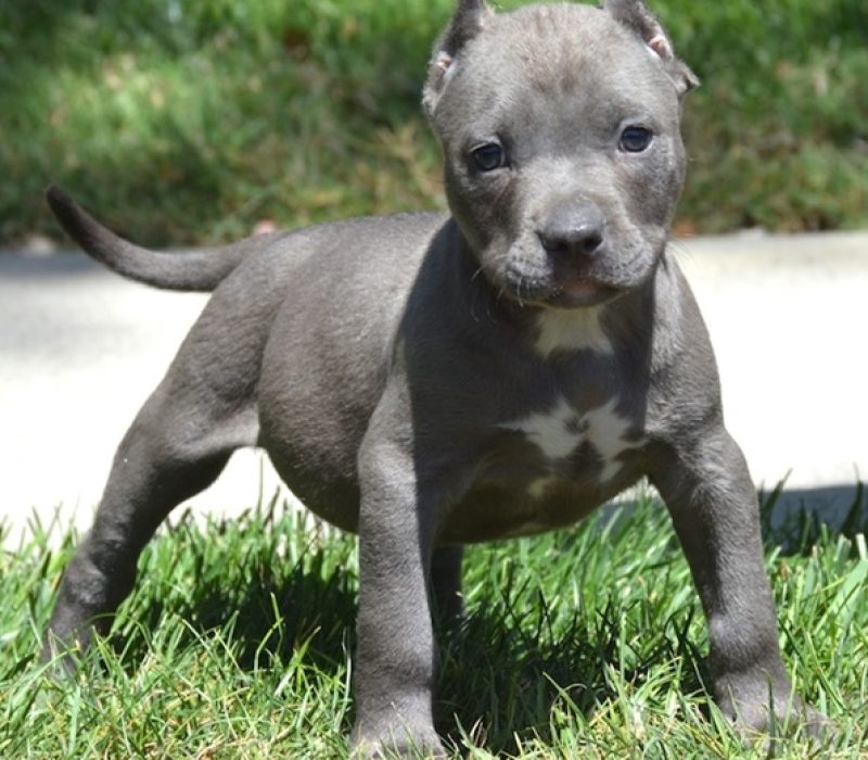 American Pitbull Terrier – pets24sa